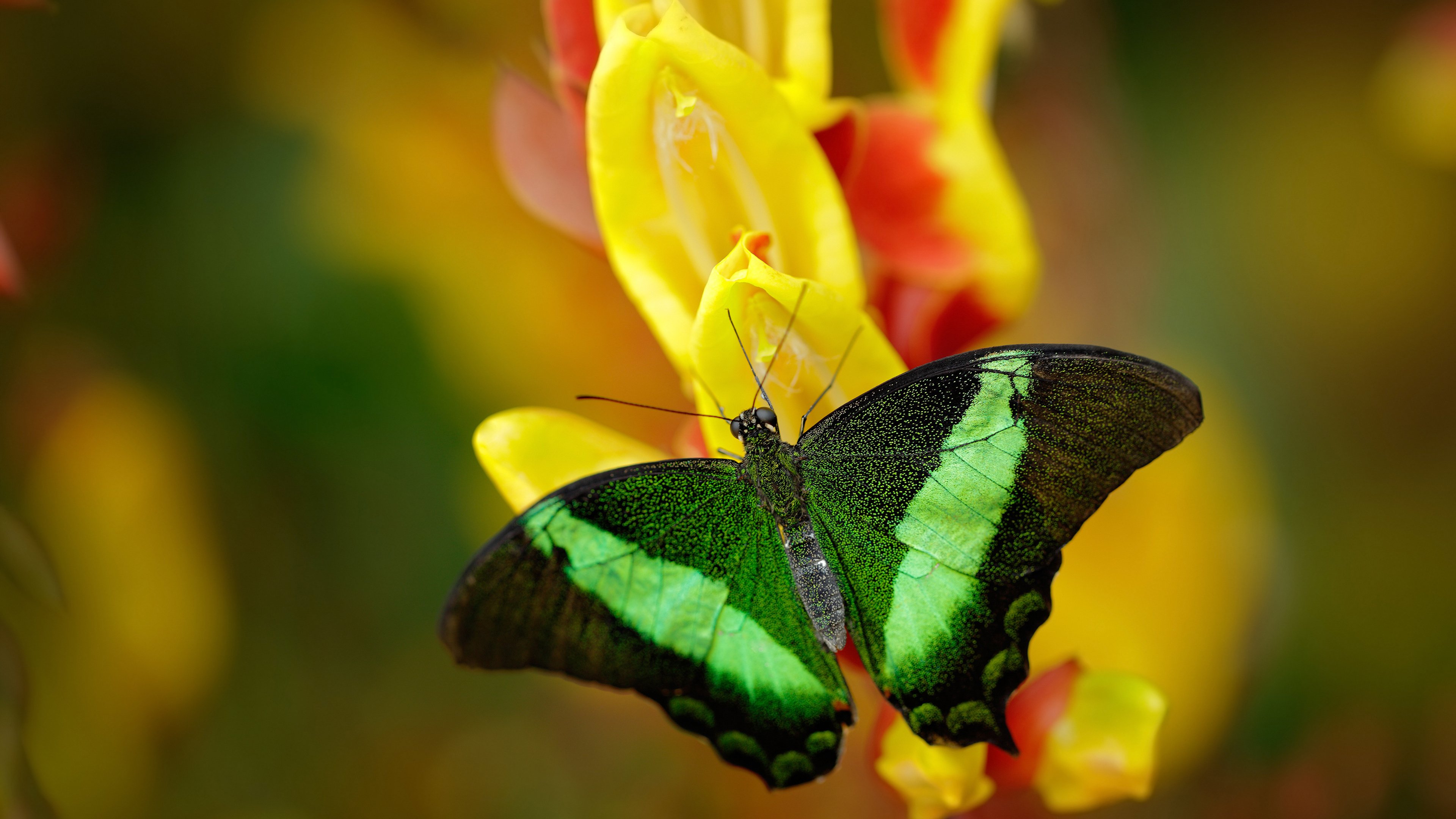 开云全站-叶夫根尼娅·奇库诺娃化压力为动力，决赛逆转领先，叶夫根尼娅的书