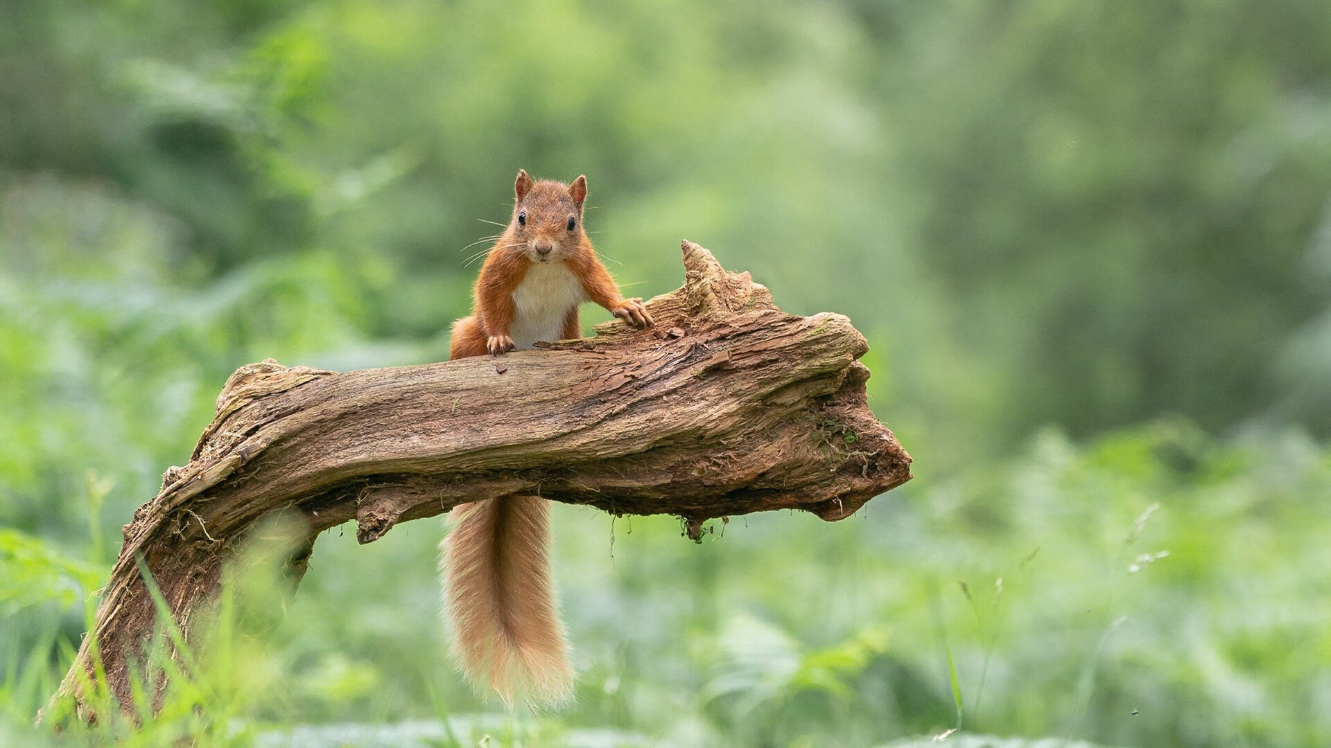 kaiyun体育综合-国家队加强进攻端战术训练力争提高比赛破门效率，进攻战术基础配合方法