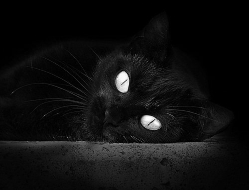 Kaiyun官方登录入口-澳大利亚混合双人跳板动作细节解读，悉尼奥运会女子双人跳板