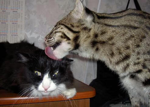 kaiyun网站-职业篮球俱乐部探索多元营收模式降低运营风险，篮球俱乐部运营情况