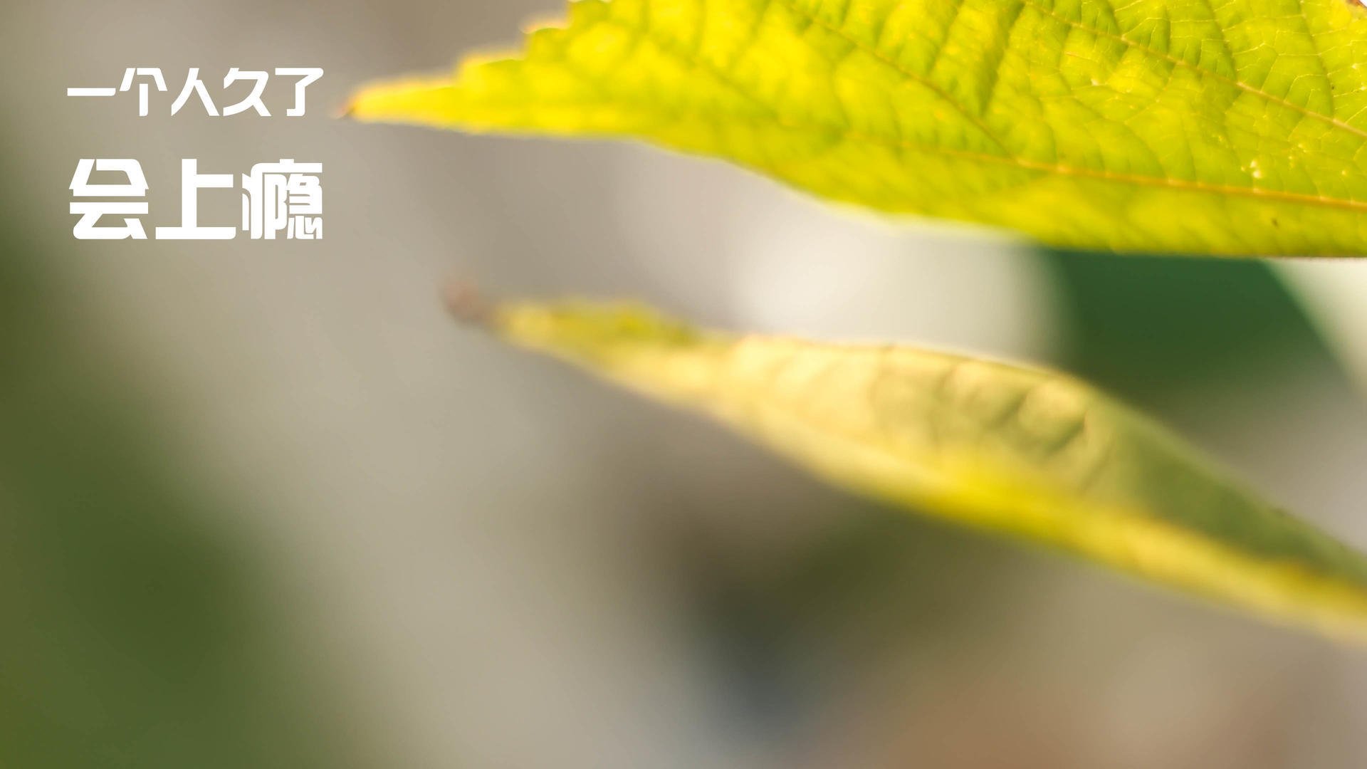 kaiyun.com-道格拉斯蛙泳动作细腻赢得满堂彩，道格拉斯o2mc