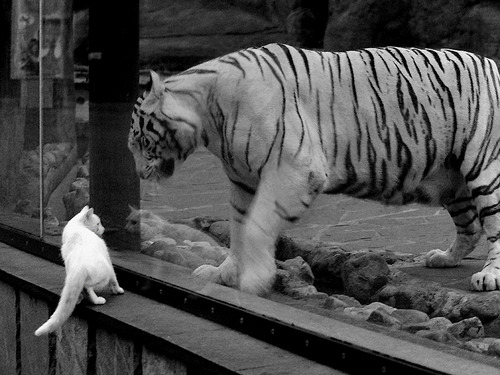 kaiyun官方入口登录-高校篮球试点双学分认证促进体育与学术融合，大学篮球选拔测试项目